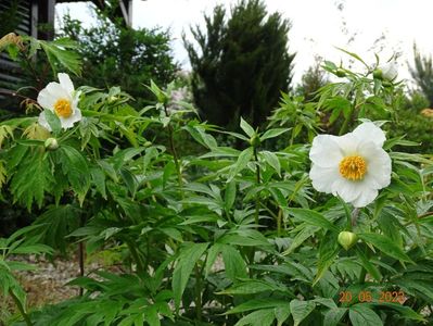 Early Windflower