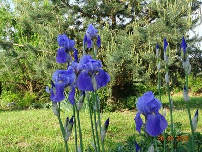 iris pallida