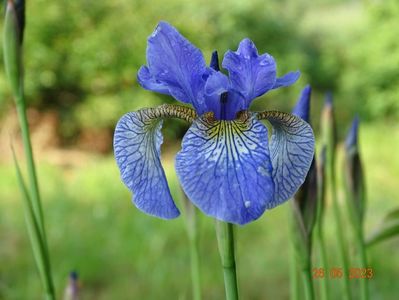 iris sibirica Fran's Gold