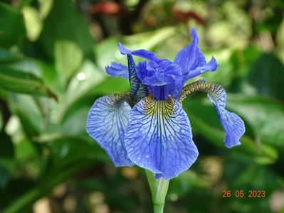 iris sibirica Fran's Gold