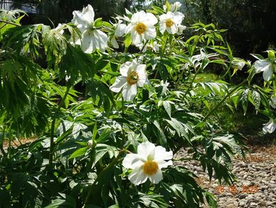 Early Windflower