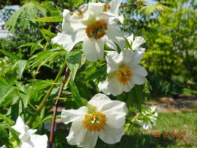 Early Windflower