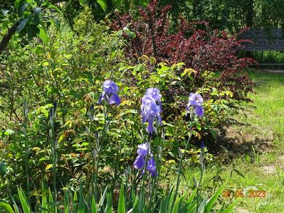 iris pallida