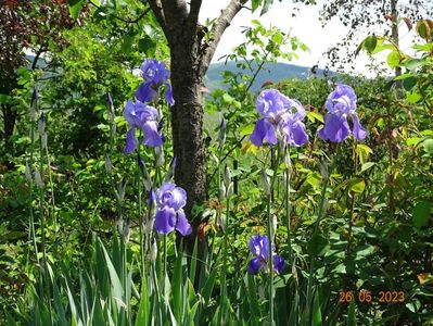 iris pallida