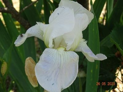 iris florentina