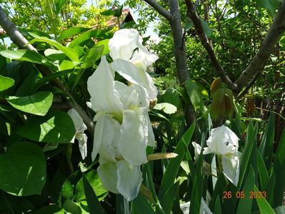 iris florentina