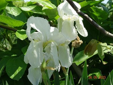 iris florentina