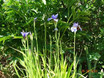 iris sibirica Fran's Gold