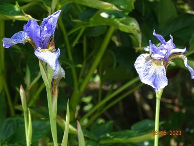 iris sibirica Fran's Gold