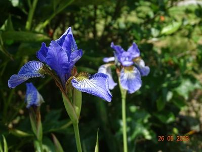 iris sibirica Fran's Gold