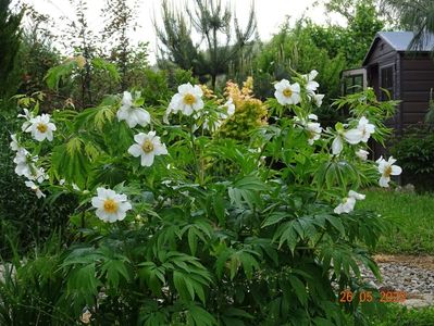 Early Windflower