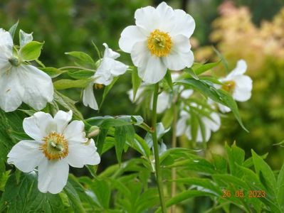 Early Windflower