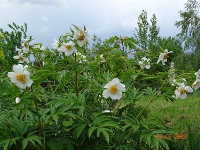 Early Windflower