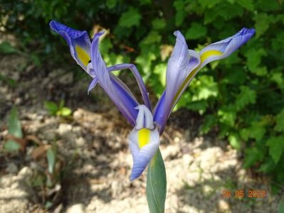 iris hollandica