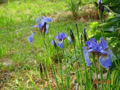 iris sibirica Fran's Gold