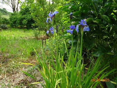 iris sibirica Fran's Gold