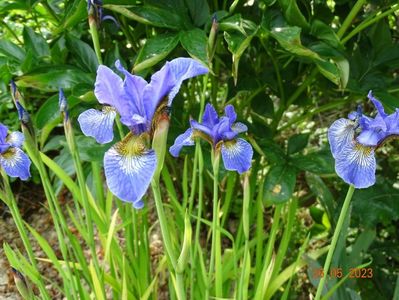 iris sibirica Fran's Gold