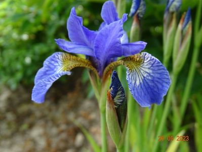 iris sibirica Fran's Gold