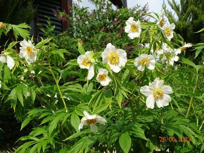 Early Windflower