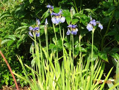 iris sibirica Fran's Gold