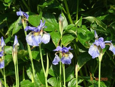 iris sibirica Fran's Gold