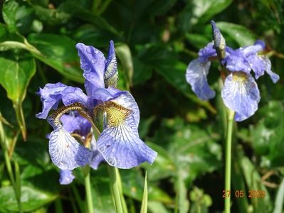 iris sibirica Fran's Gold