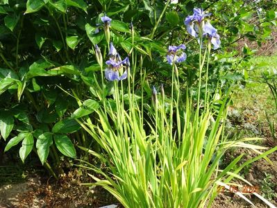 iris sibirica Fran's Gold