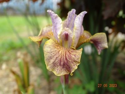 iris sibirica Flying Fiddles