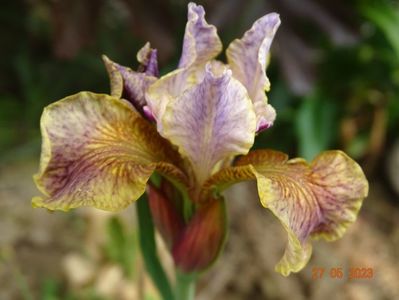 iris sibirica Flying Fiddles