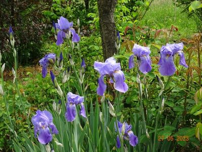 iris pallida