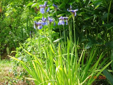 iris sibirica Fran's Gold