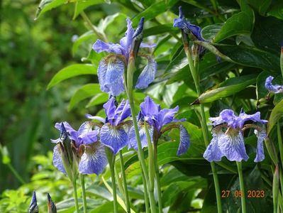 iris sibirica Fran's Gold