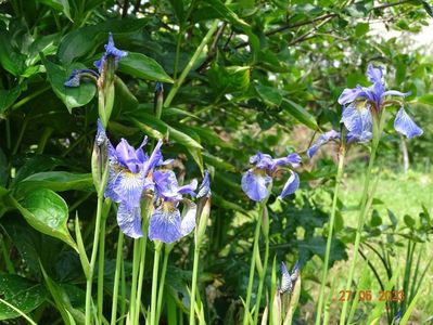 iris sibirica Fran's Gold