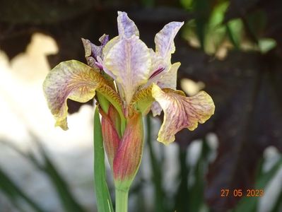 iris sibirica Flying Fiddles