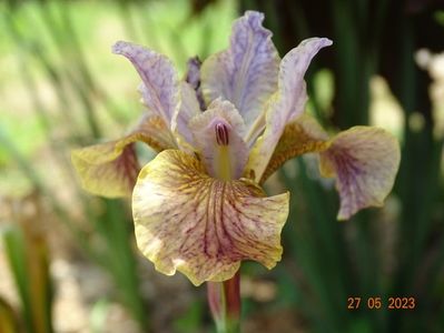 iris sibirica Flying Fiddles