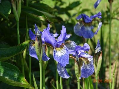 iris sibirica Fran's Gold