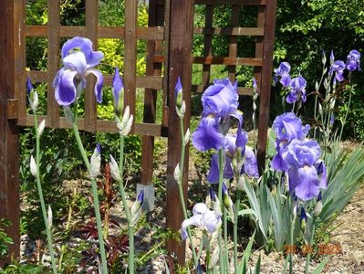 iris pallida