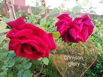 Crimson Glory; 1 buc balot
