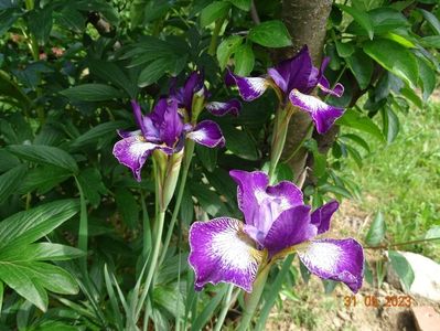 iris sibirica Currier