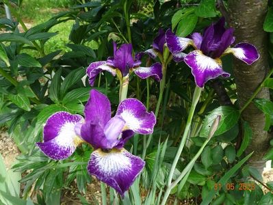 iris sibirica Currier