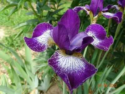 iris sibirica Currier