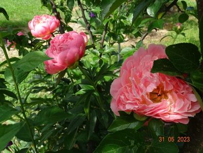 Pink Hawaiian Coral