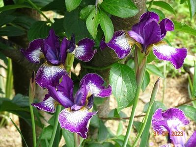 iris sibirica Currier