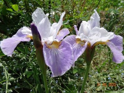 iris sibirica Dance Ballerina Dance