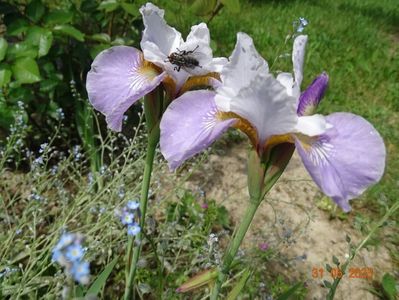 iris sibirica Dance Ballerina Dance