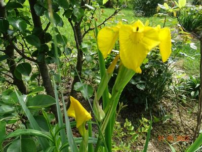 iris pseudacorus