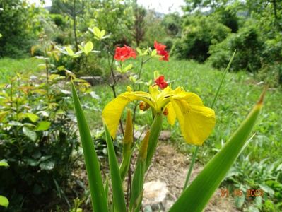 iris pseudacorus