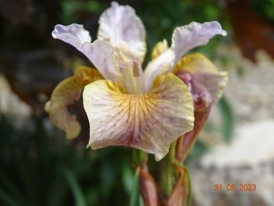 iris sibirica Flying Fiddles