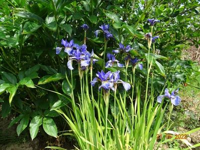 iris sibirica Fran's Gold