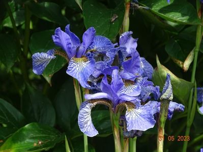 iris sibirica Fran's Gold